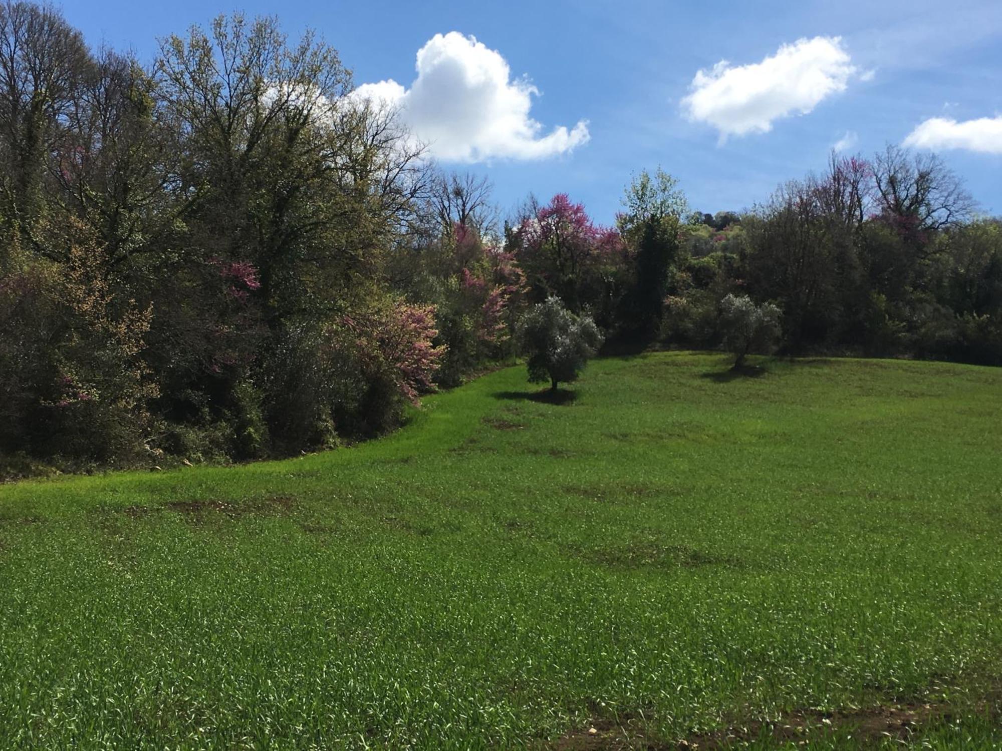 Agriturismo Fontenuova Διαμέρισμα Saturnia Εξωτερικό φωτογραφία